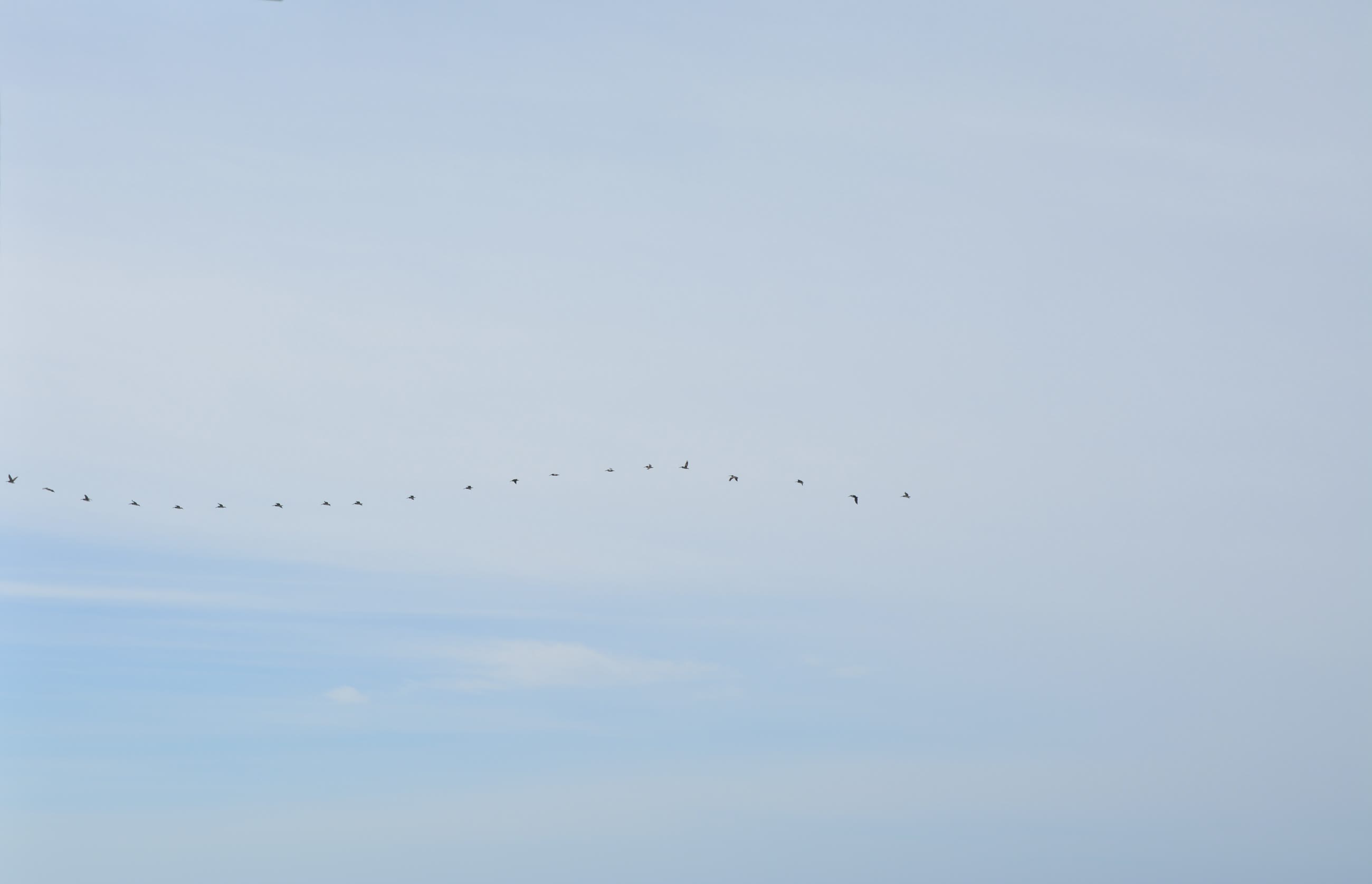 vuelo