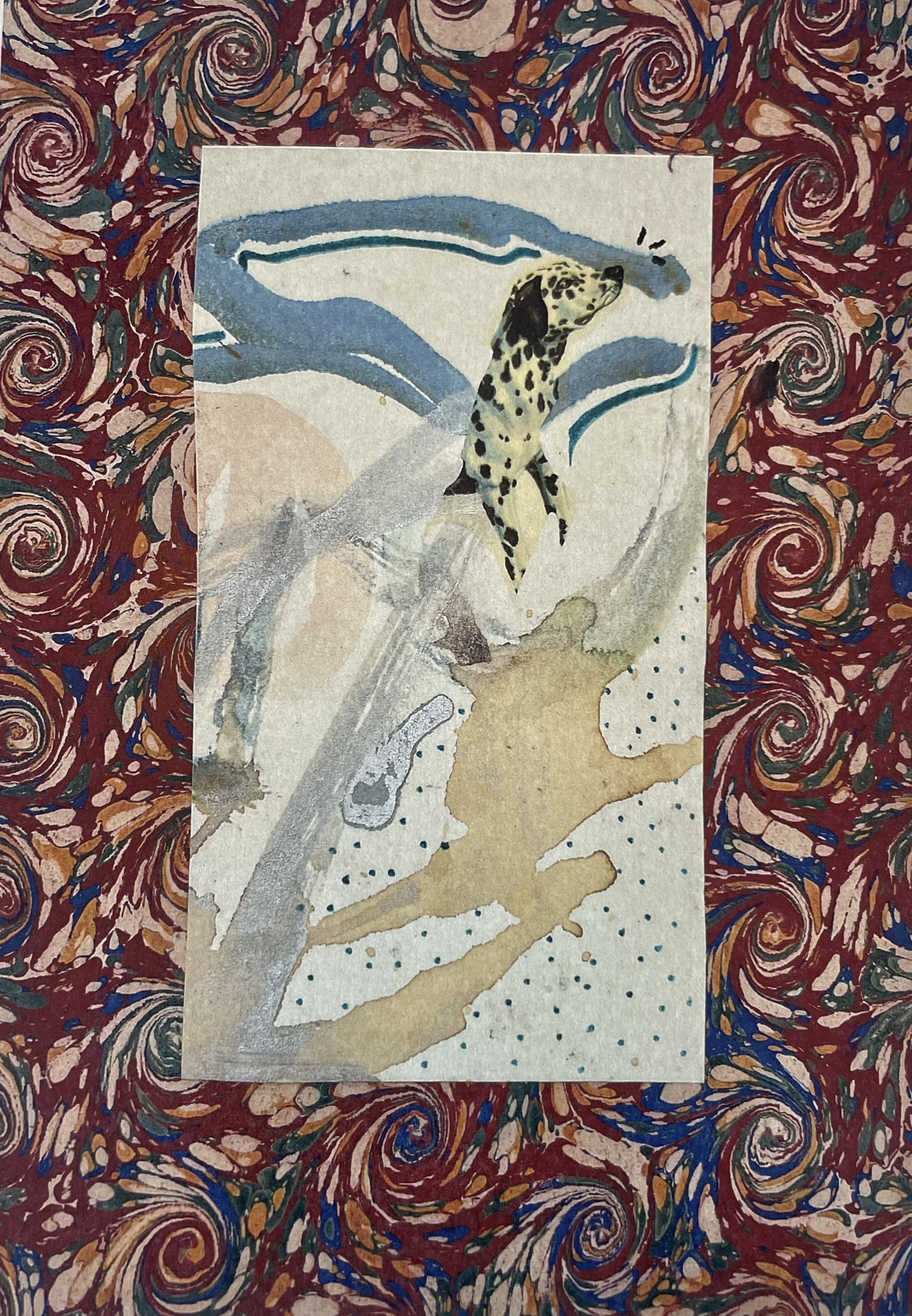 lamina-dalmata