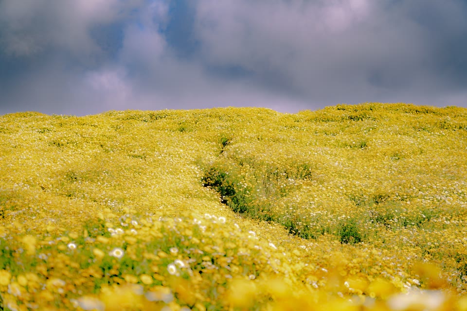 jardin-de-abejas